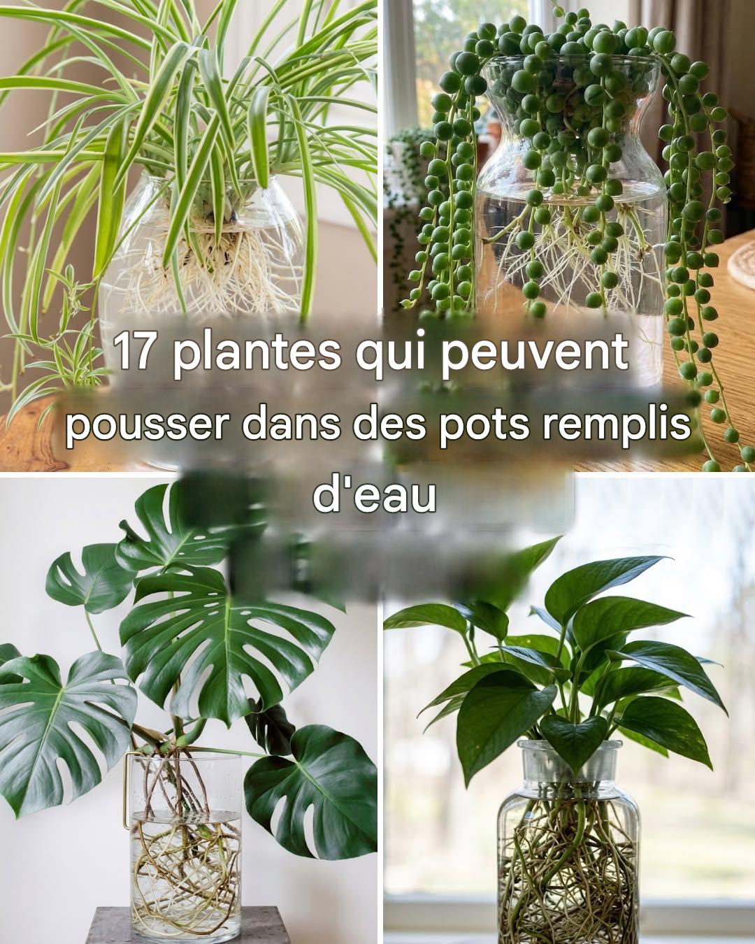 17 plantes que vous pouvez garder dans des pots remplis d’eau