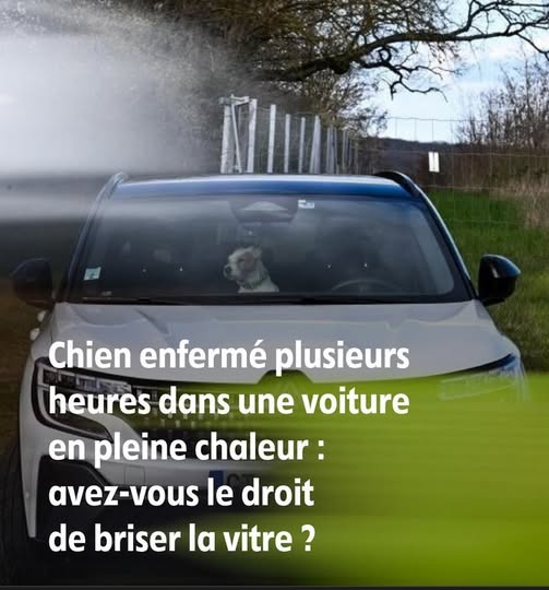 Chien enfermé plusieurs heures dans une voiture en pleine chaleur : avez-vous le droit de briser la vitre pour le sauver ?