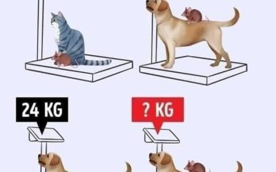 Solution de l’énigme des animaux