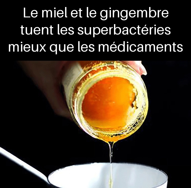 Le miel et le gingembre tuent les superbactéries mieux que les médicaments