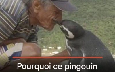 Pourquoi ce pingouin parcourt-il 8 000 km à la nage chaque année pour revoir son sauveteur ?