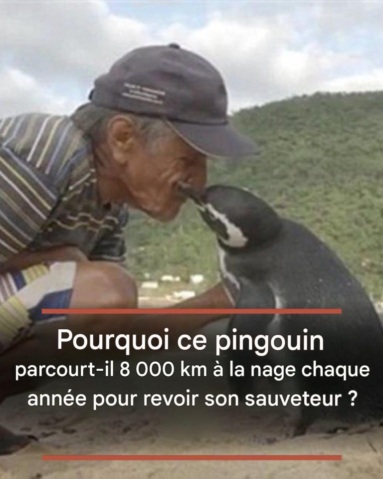 Pourquoi ce pingouin parcourt-il 8 000 km à la nage chaque année pour revoir son sauveteur ?