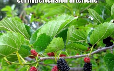 Cette plante est partout, mais vous n’aviez aucune idée qu’elle peut traiter les tumeurs, le diabète et l’hypertension artérielle