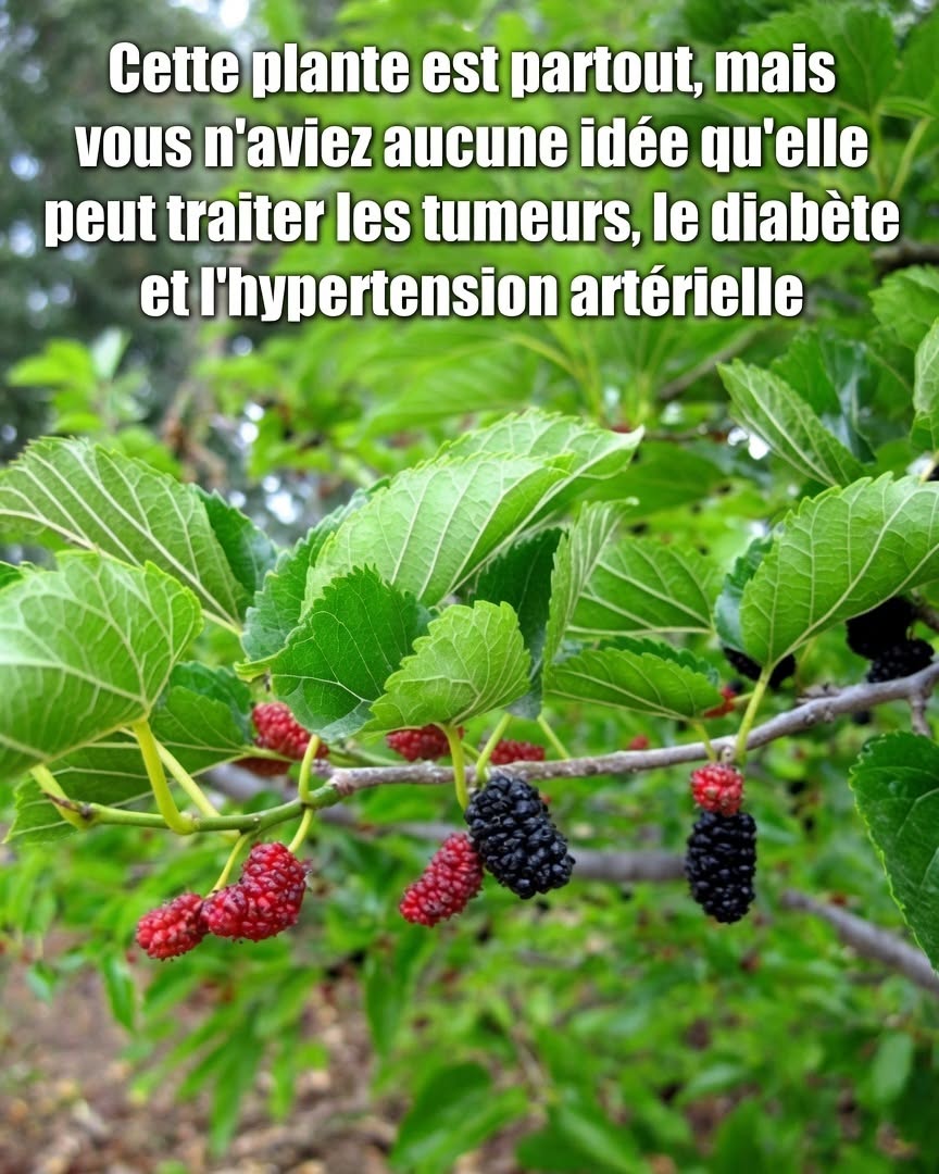Cette plante est partout, mais vous n’aviez aucune idée qu’elle peut traiter les tumeurs, le diabète et l’hypertension artérielle