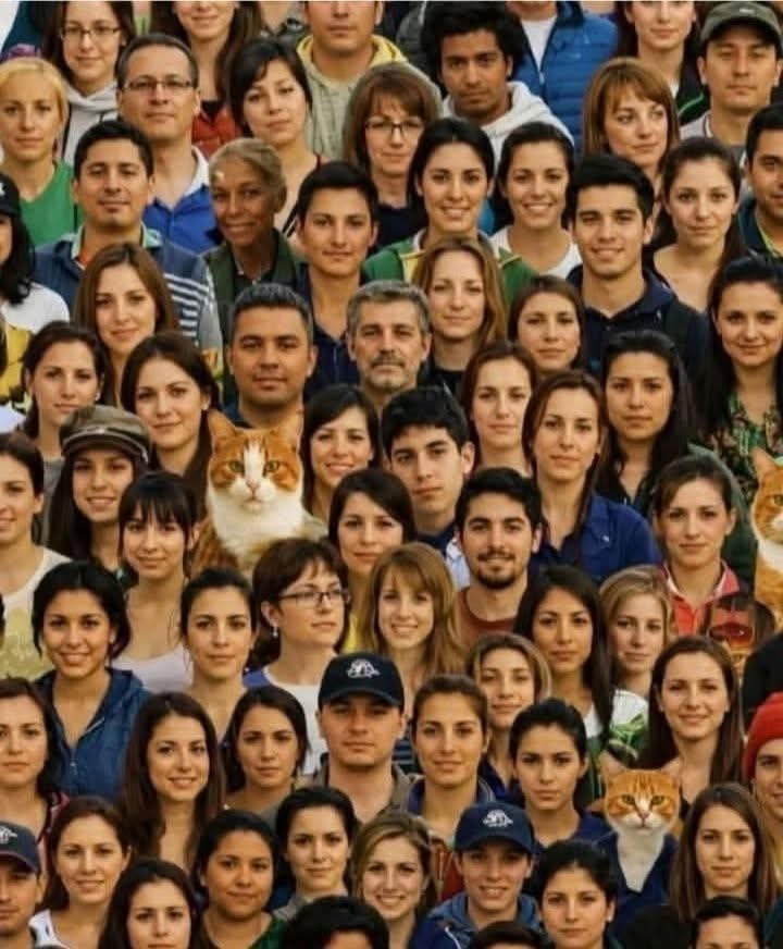 👀🐱 Si vos yeux sont en bonne santé, combien de chats y a-t-il sur la photo ? 😮