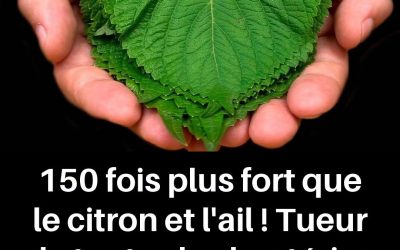 150 fois plus fort que le citron et l’ail ! Tueur de toutes les bactéries et champignons ! Arrête la toux