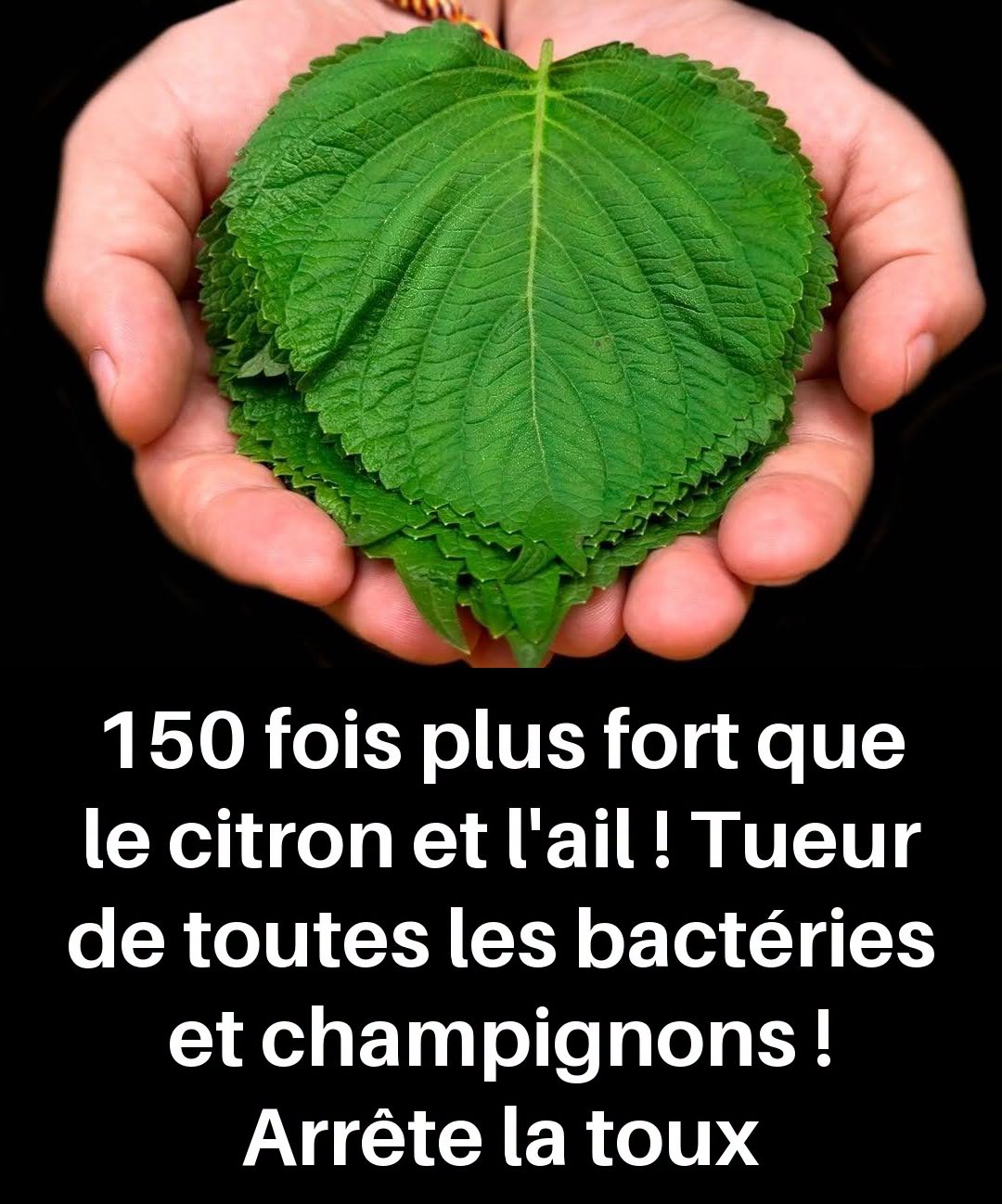 150 fois plus fort que le citron et l’ail ! Tueur de toutes les bactéries et champignons ! Arrête la toux