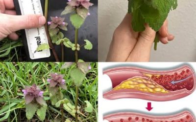 Le lamier pourpre : cette « mauvaise herbe » que l’on arrache sans savoir qu’elle est un trésor de bienfaits