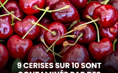 Alerte pesticides : la face cachée des cerises, surtout celles importées de cette origine
