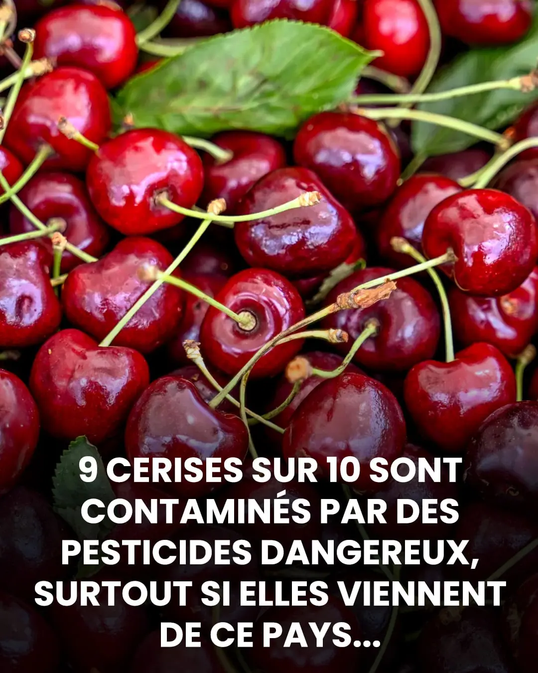 Alerte pesticides : la face cachée des cerises, surtout celles importées de cette origine