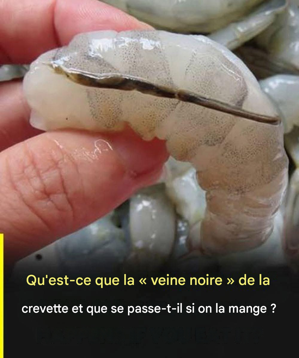 Faut-il retirer la ligne foncée des crevettes ? La réponse pourrait vous surprendre…