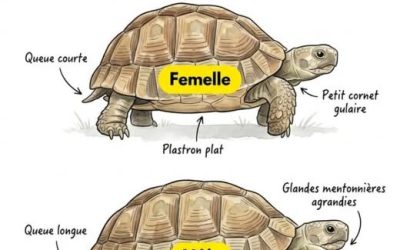 differences entre tortues mâleset femelles