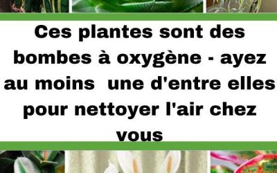 Ces plantes sont des bombes à oxygène – Ayez au moins l’une d’elles pour assainir l’air chez vous