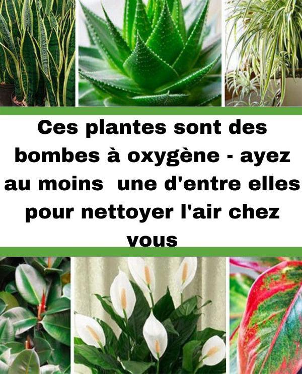Ces plantes sont des bombes à oxygène – Ayez au moins l’une d’elles pour assainir l’air chez vous