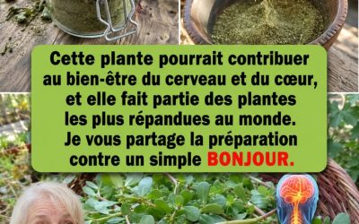 Le pourpier : la plante humble du jardin aux grands bienfaits médicinaux