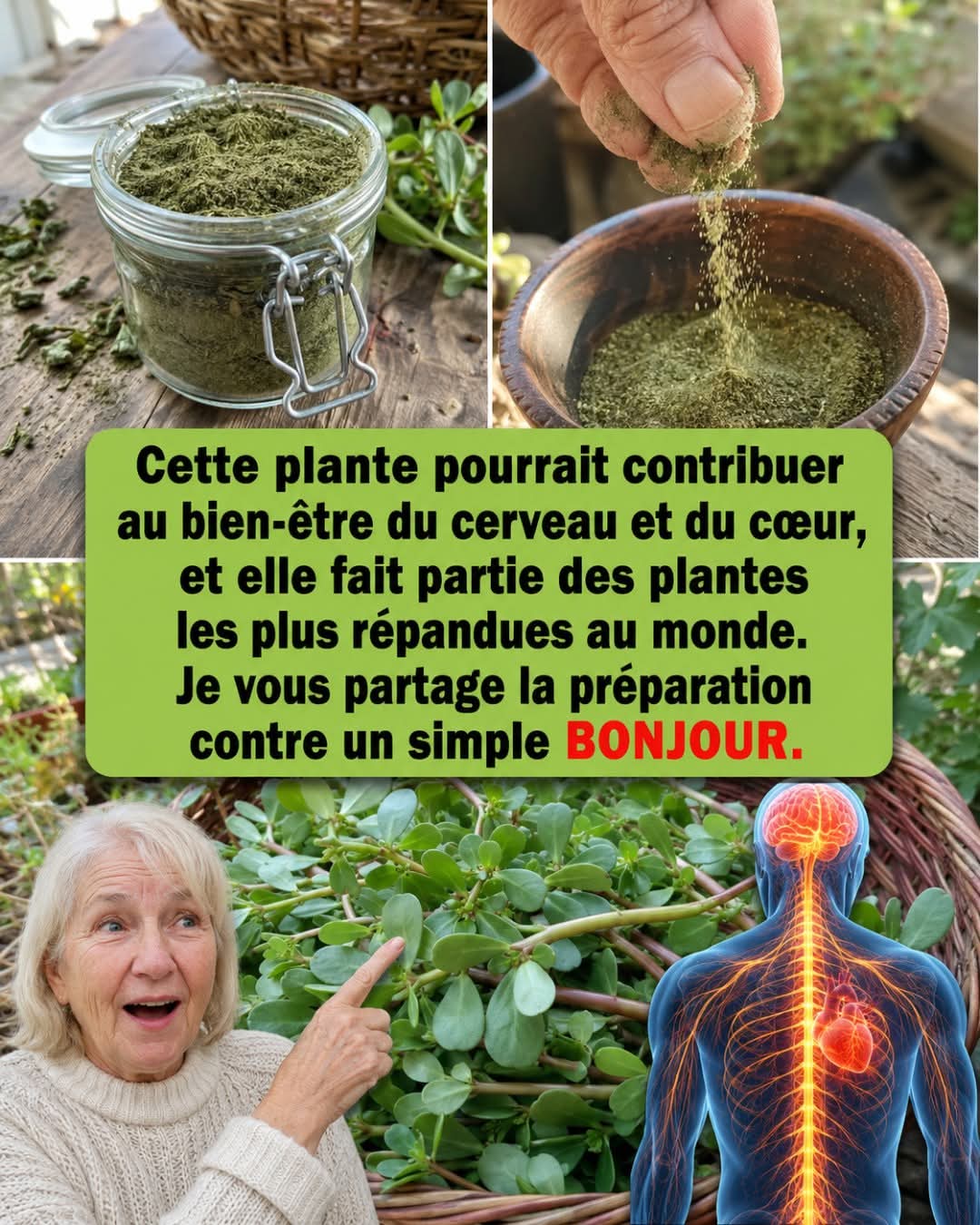 Le pourpier : la plante humble du jardin aux grands bienfaits médicinaux