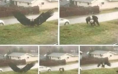 Un aigle géant filmé à Bro… voir plus… 😯⤵️