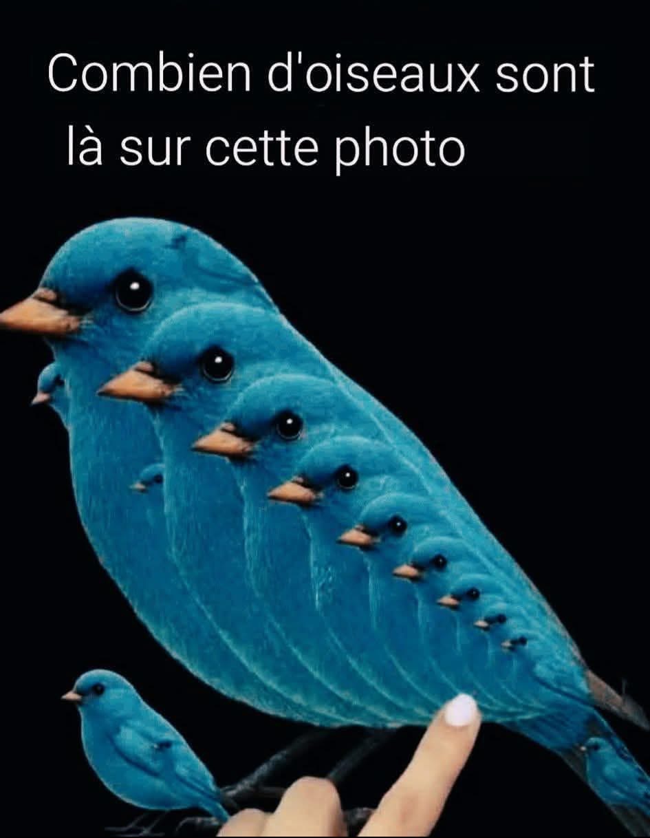 🧩 Combien d’oiseaux peux-tu voir ?Clic sur le lien pour voir le résultat
