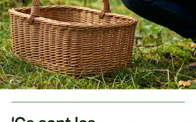 La saison des girolles commence : où les trouver et pourquoi elles sont si appréciées