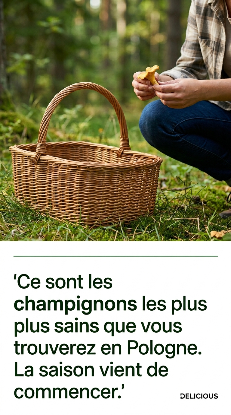 La saison des girolles commence : où les trouver et pourquoi elles sont si appréciées