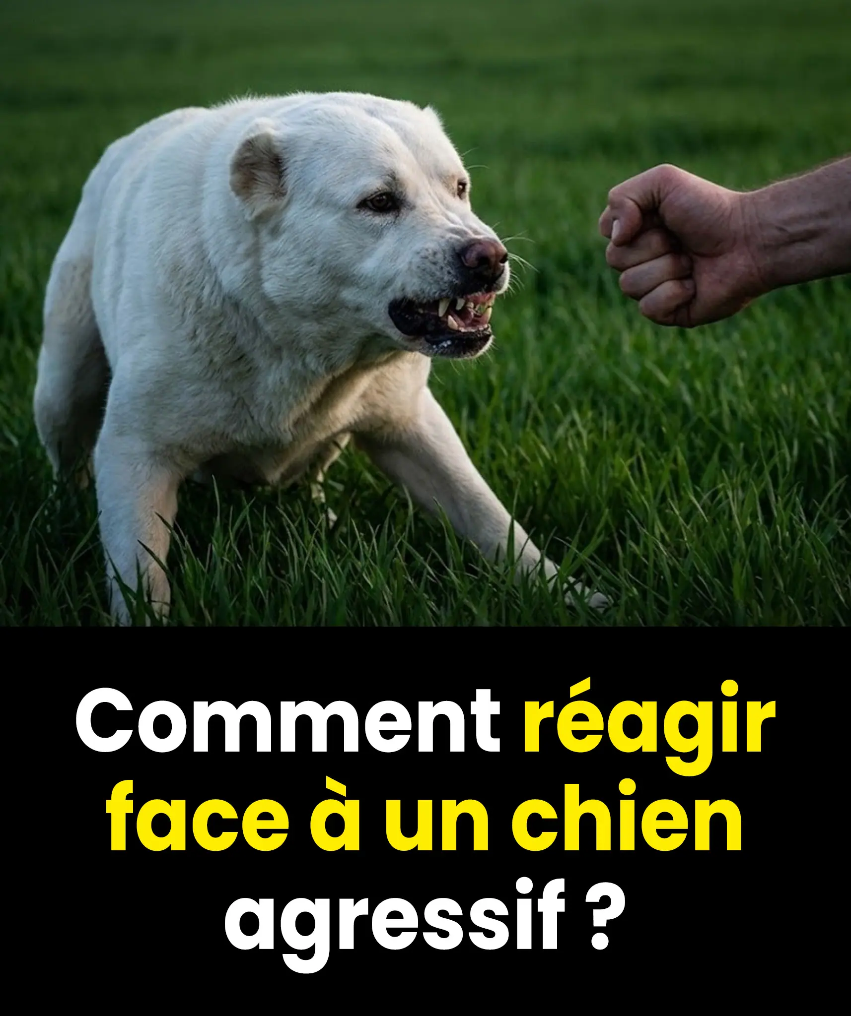 Beaucoup font cette erreur : Que faire face à un chien agressif ? – 8 règles essentielles