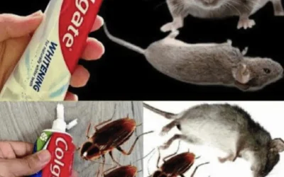 Le dentifrice, votre allié surprenant pour dire adieu aux fourmis et aux cafards