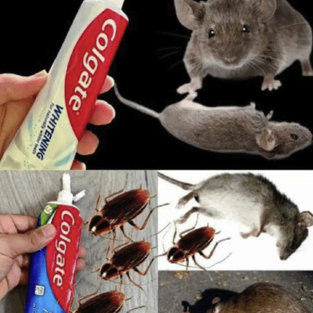 Le dentifrice, votre allié surprenant pour dire adieu aux fourmis et aux cafards