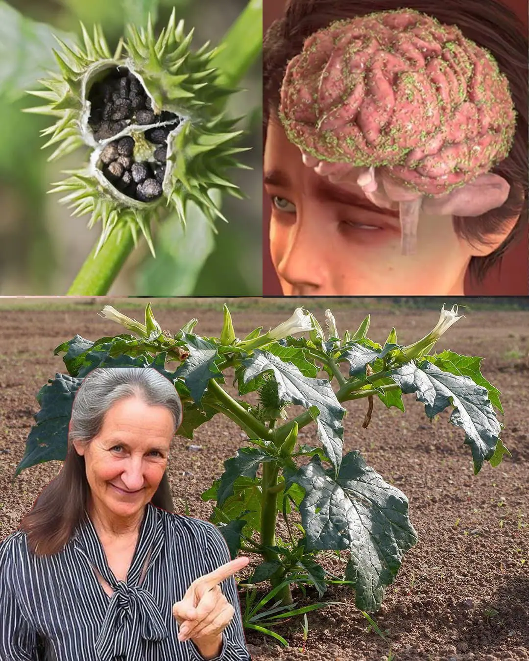 La pomme épineuse, une beauté vénéneuse qui brouille l’esprit
