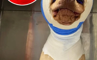 Buddy a été cruellement brûlé vif et étranglé avec une rallonge électrique – mais regardez-le aujourd’hui