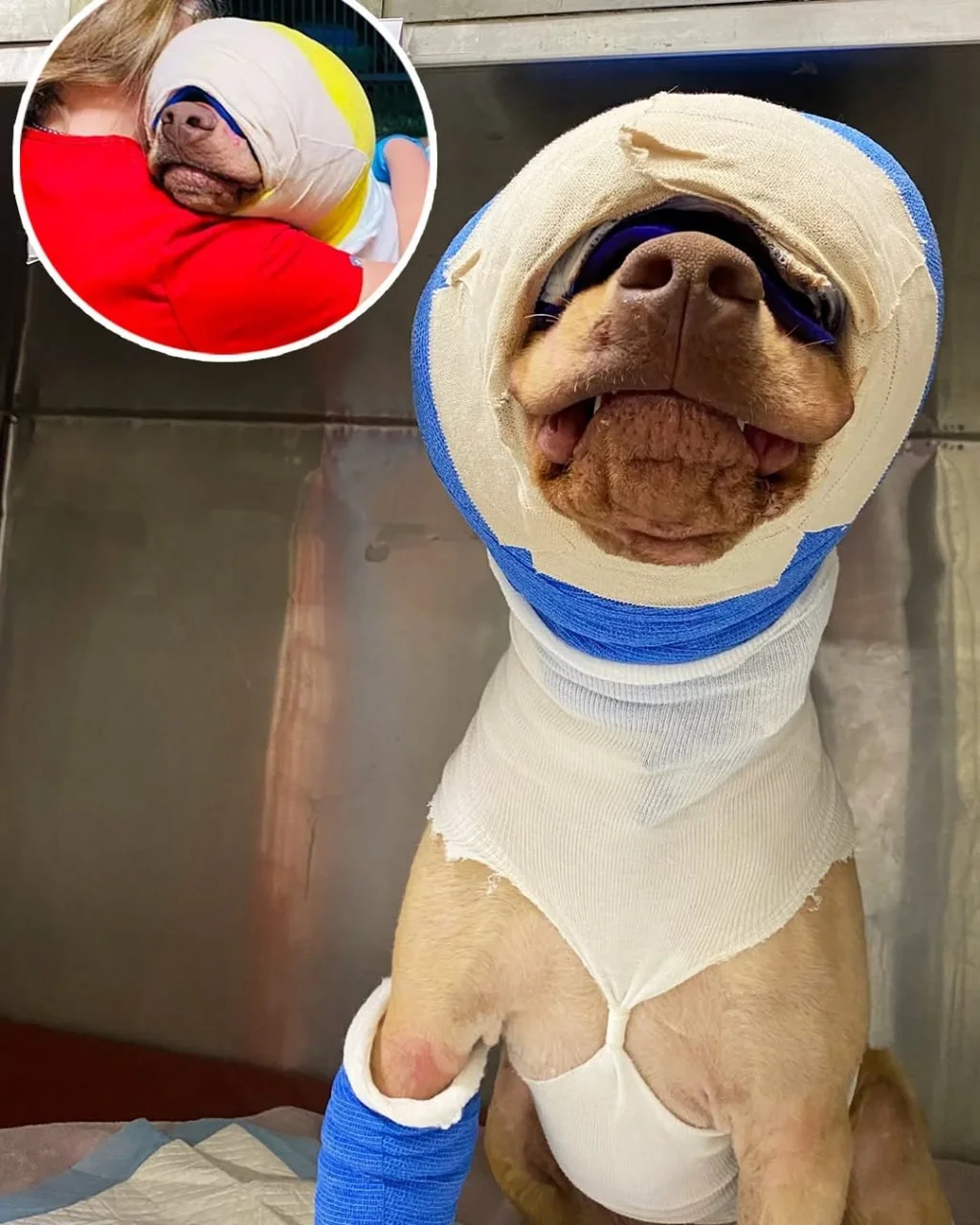 Buddy a été cruellement brûlé vif et étranglé avec une rallonge électrique – mais regardez-le aujourd’hui