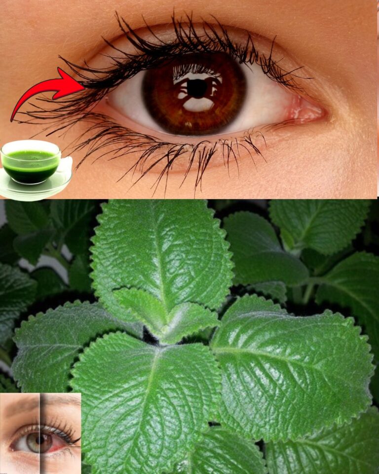 Remède naturel pour améliorer la santé des yeux