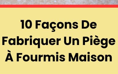 10 Façons De Fabriquer Un Piège À Fourmis Maison