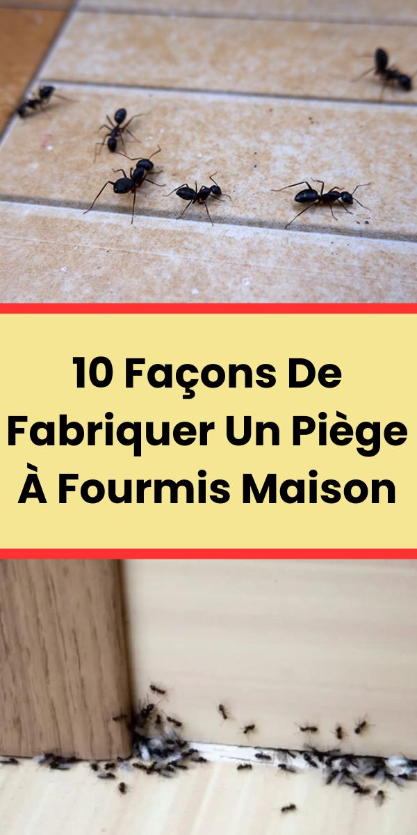 10 Façons De Fabriquer Un Piège À Fourmis Maison