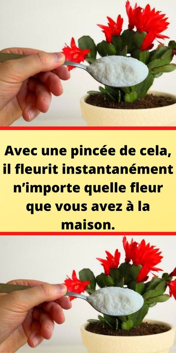 Avec une pincée de cela, il fleurit instantanément n’importe quelle fleur que vous avez à la maison. – haustiersos