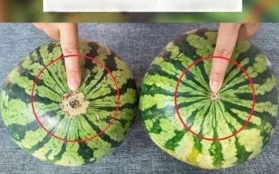 Plus de pastèques fades ! Voici un guide visuel infaillible pour trouver les fruits les plus sucrés au marché.