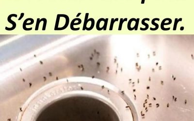 Débarrassez-vous des Moucherons de la Cuisine avec 7 Astuces