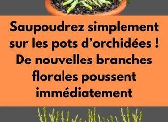 Saupoudrez simplement sur les pots d’orchidées ! De nouvelles branches florales poussent immédiatement