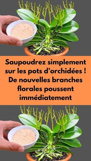 Saupoudrez simplement sur les pots d’orchidées ! De nouvelles branches florales poussent immédiatement