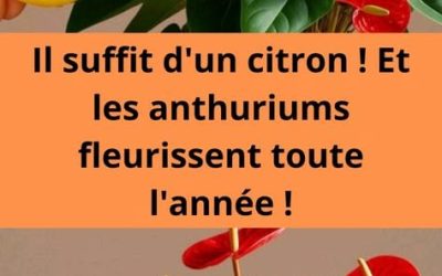 Il suffit d’un citron ! Et les anthuriums fleurissent toute l’année !