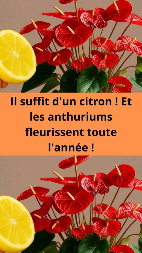 Il suffit d’un citron ! Et les anthuriums fleurissent toute l’année !