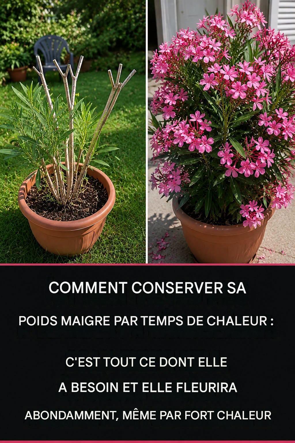 Voici comment vous pouvez sauver la laurier-rose pendant la canicule : c’est tout ce qu’il faut, et elle fleurira abondamment même par temps le plus chaud