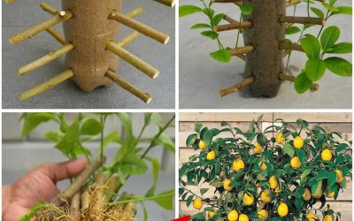 Comment multiplier les citronniers comme un pro – 99 % de réussite garantie !