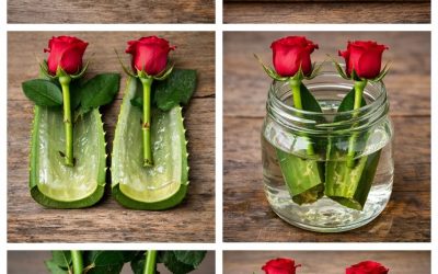 Cette astuce pour multiplier les roses vaut son pesant d’or : je n’ai jamais vu de tels résultats auparavant