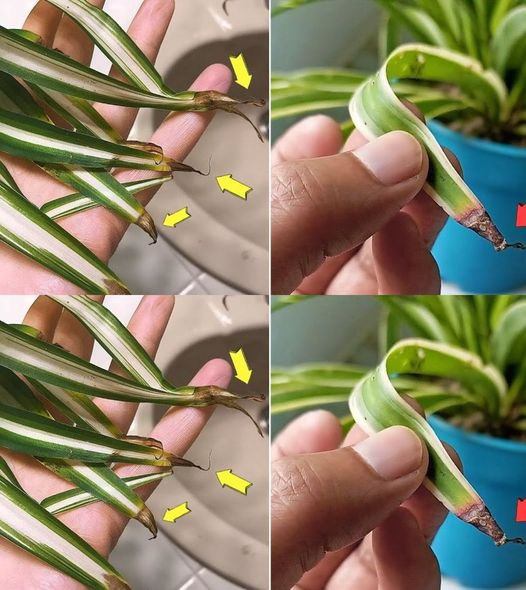 Pourquoi les pointes des plantes araignées brunissent-elles ?