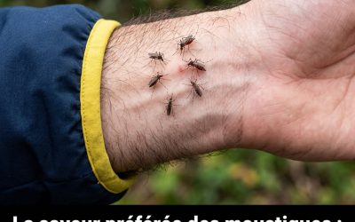 Pourquoi les moustiques semblent piquer certaines personnes plus que d’autres…