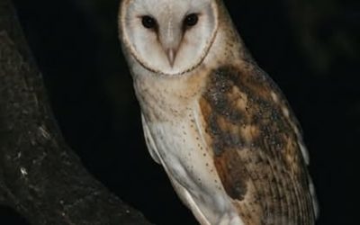 Une chouette rôde près de chez vous ? Voici ce que cela signifie vraiment