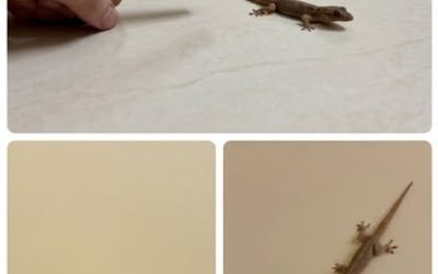 Un lézard s’invite dans votre maison : voici ce que cela signifie vraiment