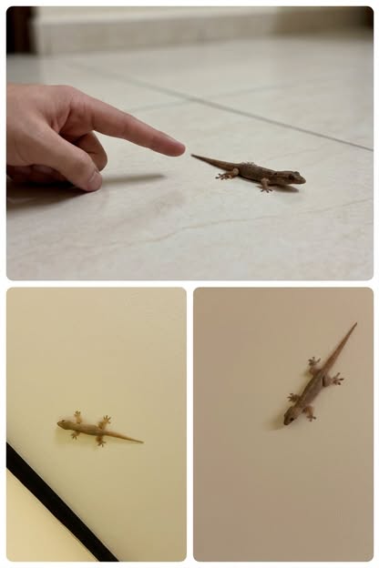 Un lézard s’invite dans votre maison : voici ce que cela signifie vraiment