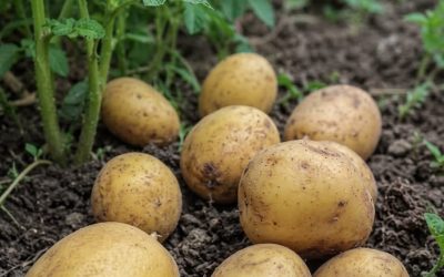 Pomme de terre : ce que les médecins révèlent vraiment sur ses bienfaits (et l’erreur que tout le monde fait)