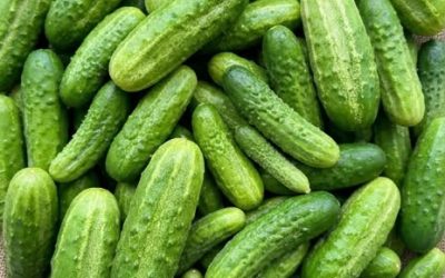 Concombre en salade : ce que les médecins révèlent vraiment sur ses effets sur votre corps